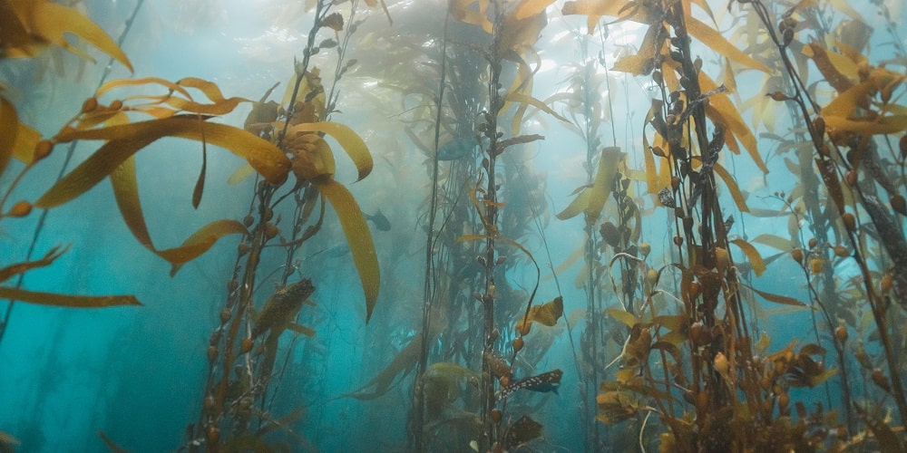 Recetas con kelp